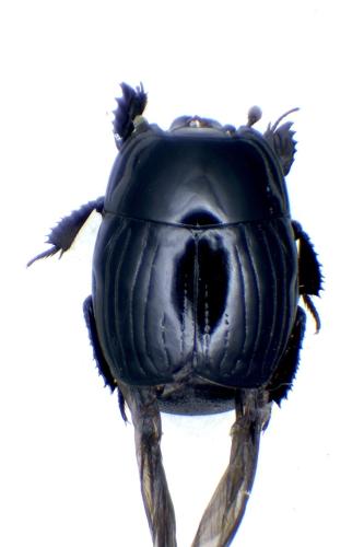 Réf. 316 071 : Margarinotus merdarius